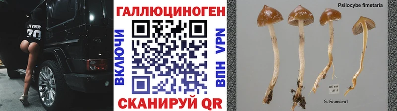 блэк спрут ССЫЛКА  Далматово  Галлюциногенные грибы GOLDEN TEACHER 